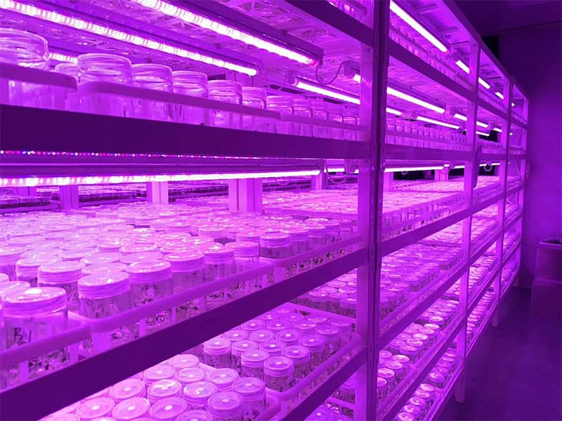 香蕉视频污下载