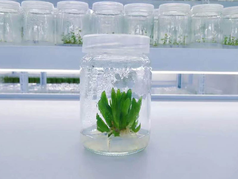 香蕉视频污下载瓶