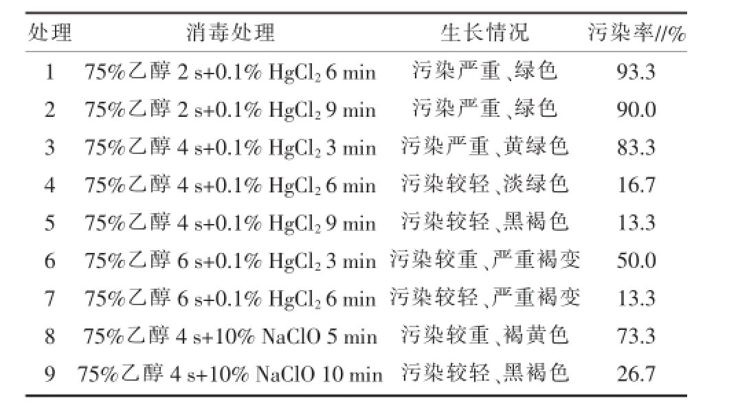 香蕉视频污下载室