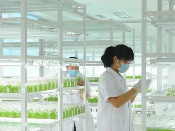 香蕉视频污下载架