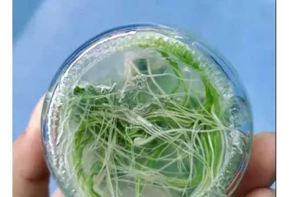 香蕉视频污下载室的管理與使用
