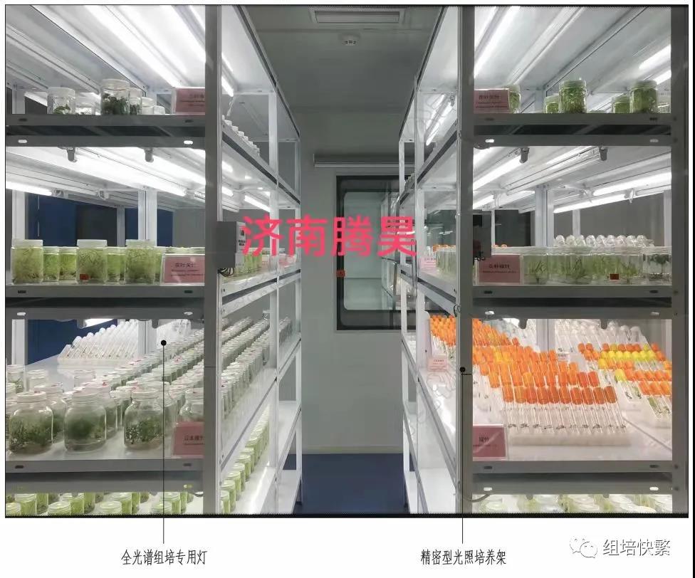 組織培養，香蕉视频污下载架，香蕉视频污下载疑問